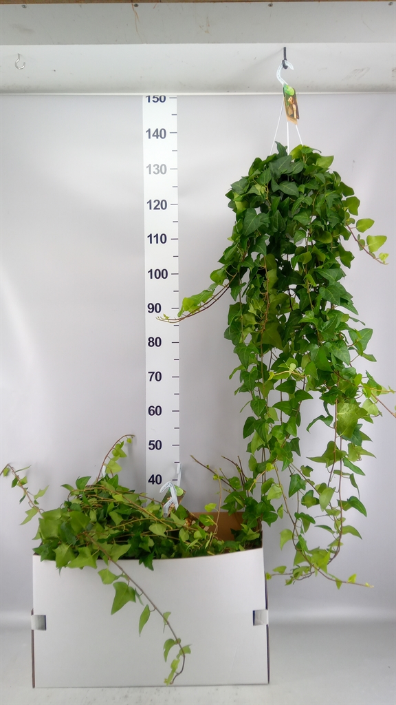 Hedera Helix Mein Herz 17Ø 80cm