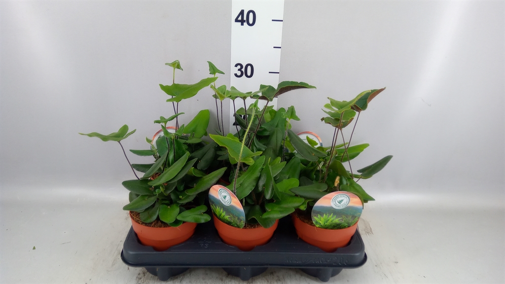 Hemionitis Arifolia 12Ø 25cm
