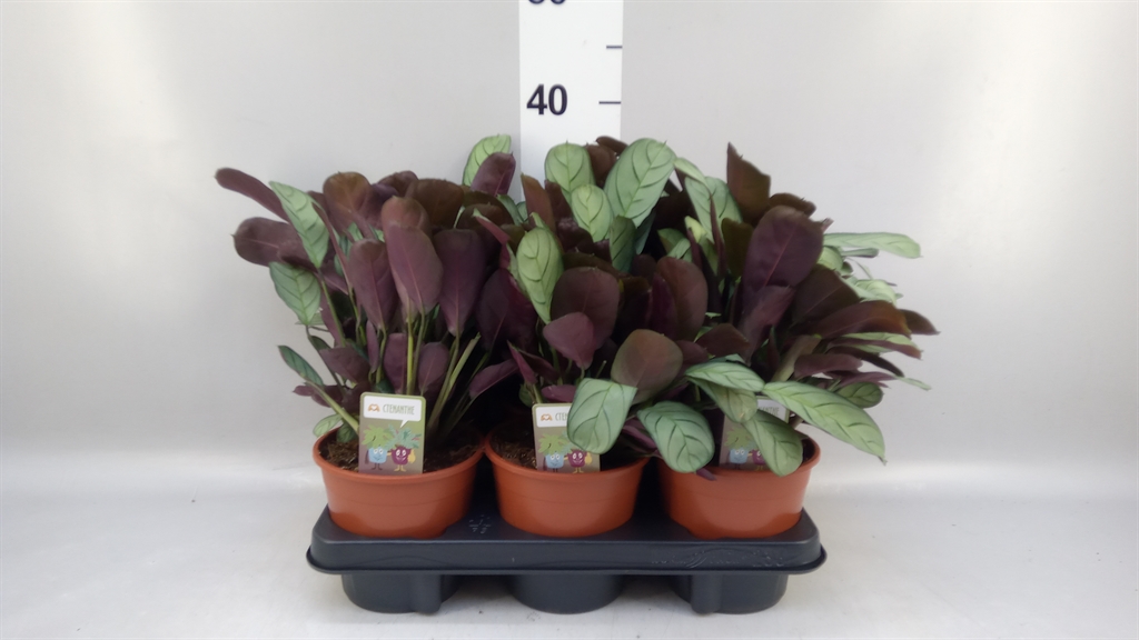 Ctenanthe Amagris 14Ø 30cm