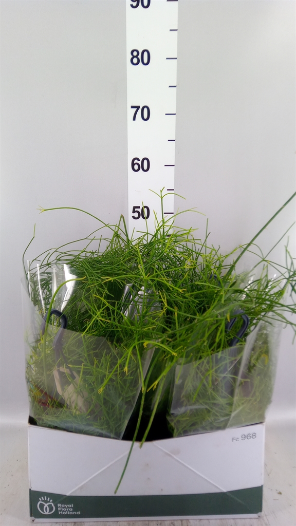 Rhipsalis Ov 14Ø 40cm