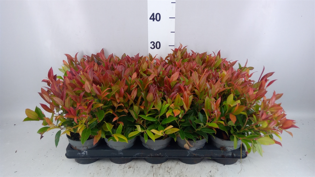 Leucothoe Zeblid 11Ø 25cm