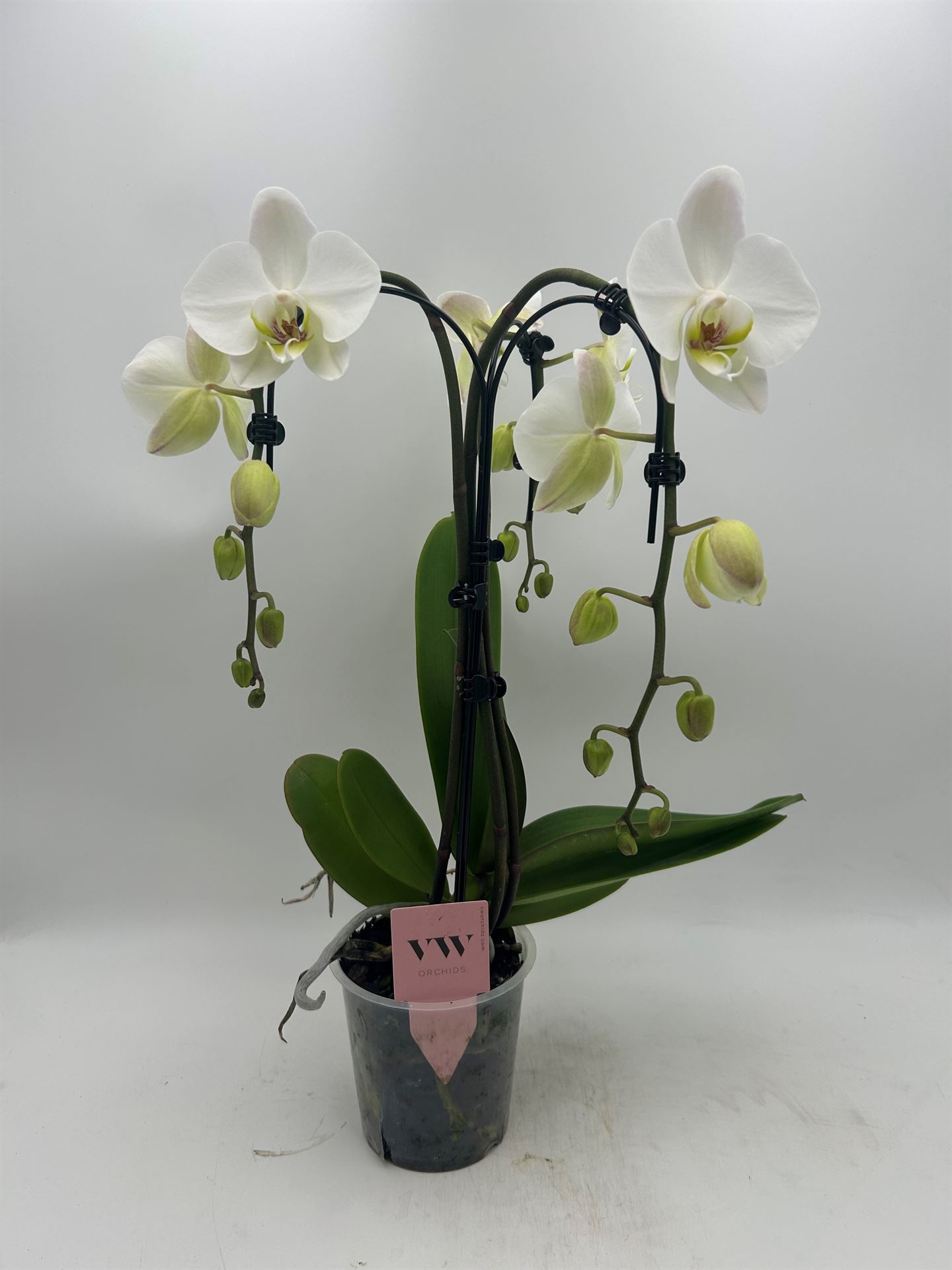 Phalaenopsis Leeds 12Ø 55cm 3st