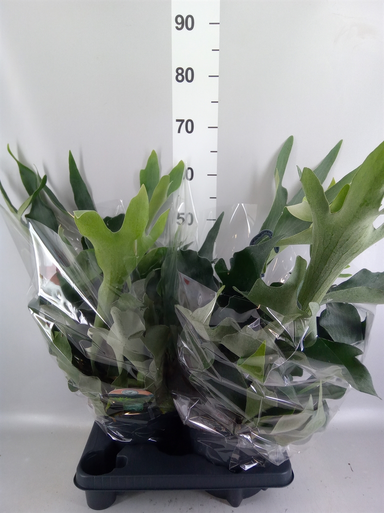 Platycerium Bifurcatum 20Ø 50cm