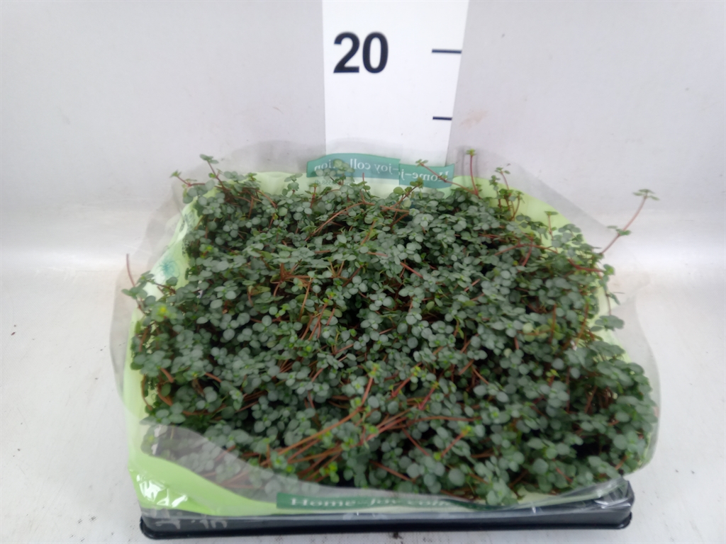 Pilea Mix 6Ø 15cm