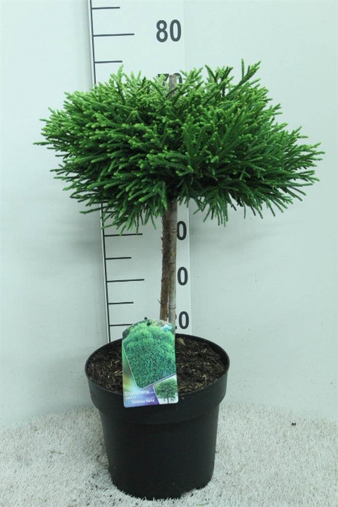 Cryptomeria Jap Glob