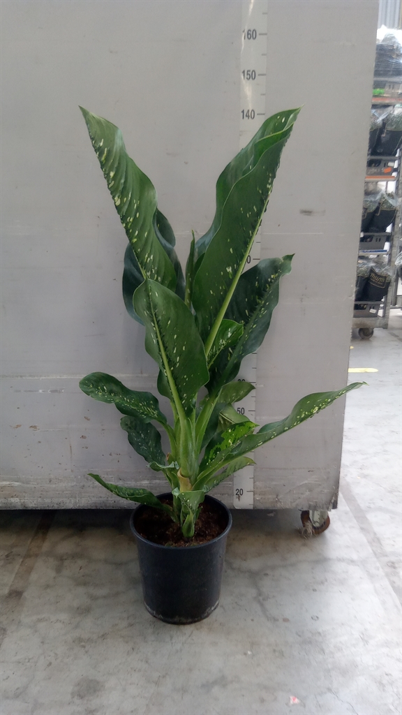 Dieffenbachia Seguine Caiman 30Ø 130cm