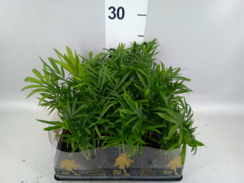 Chamaedorea Elegans 6Ø 20cm