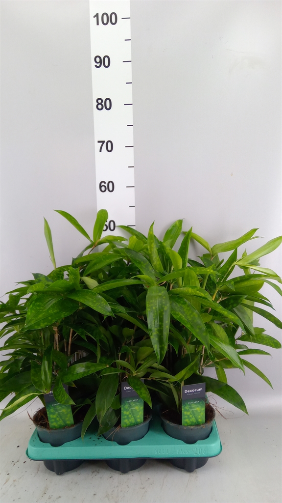 Dracaena Surculosa 12Ø 40cm