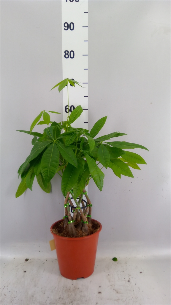 Pachira Aquatica 19Ø 65cm