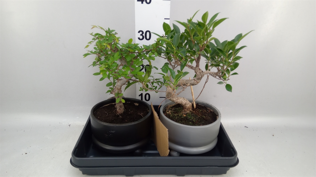 Bonsai Mix 17Ø 35cm