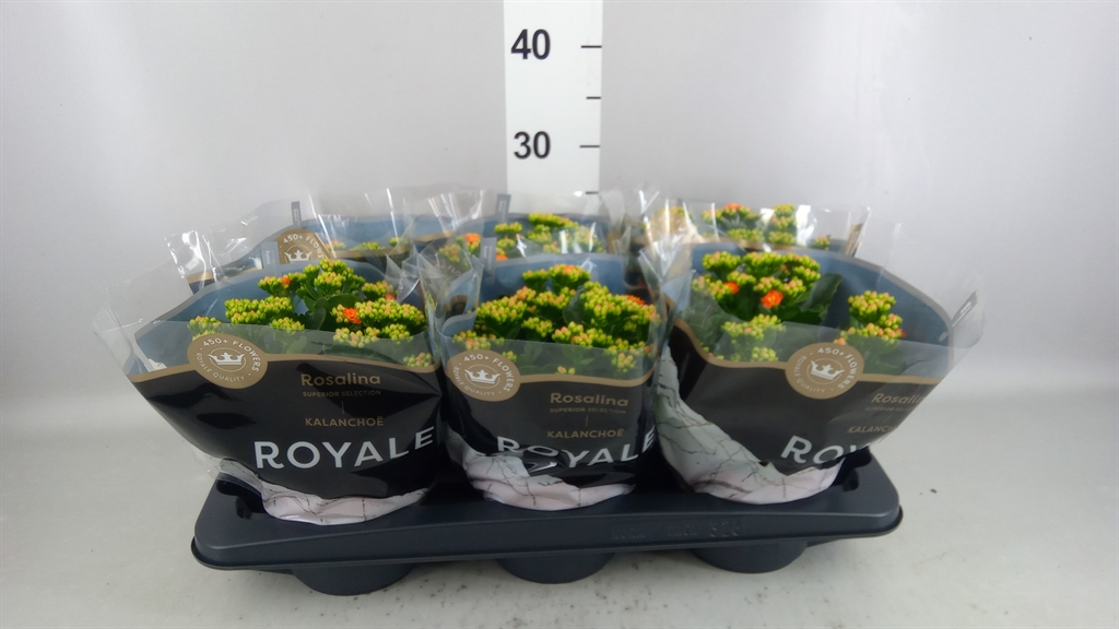 Kalanchoe Double Rosalina Don Pedro 15Ø 27cm