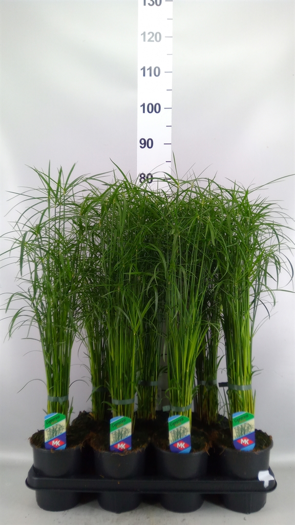 Cyperus Gracilis 14Ø 55cm