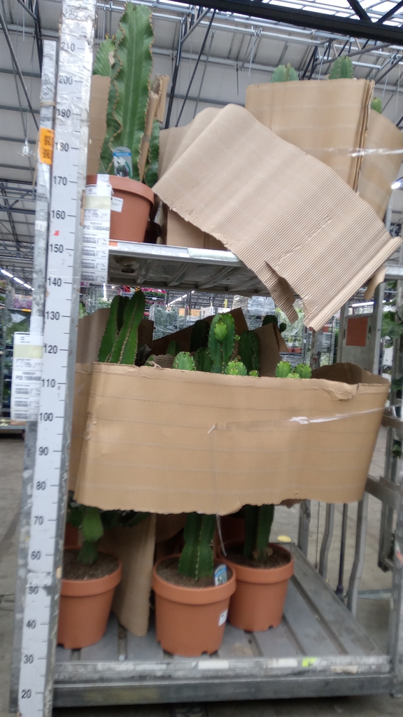 Euphor Su Ingens 30Ø 110cm