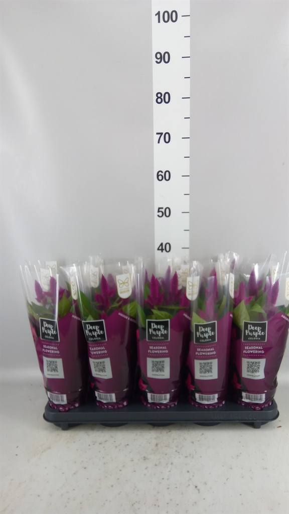 Celosia Deep Purple 12Ø 35cm