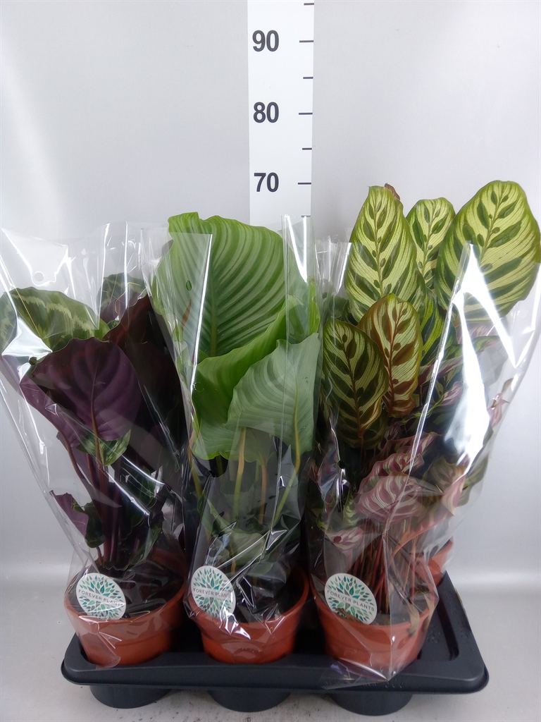 Calathea Mix 17Ø 55cm