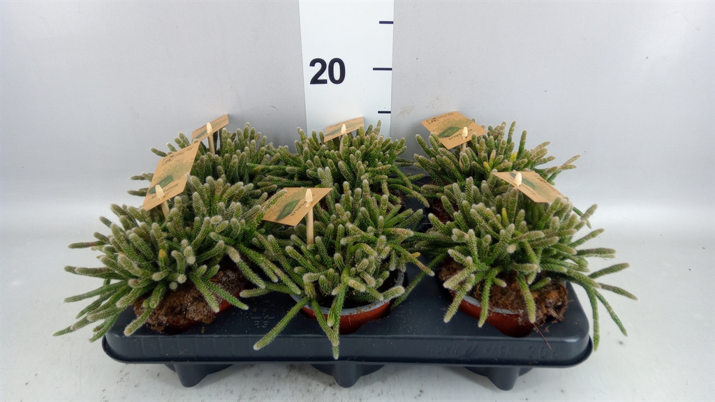 Rhipsalis Baccifera 10Ø 17cm