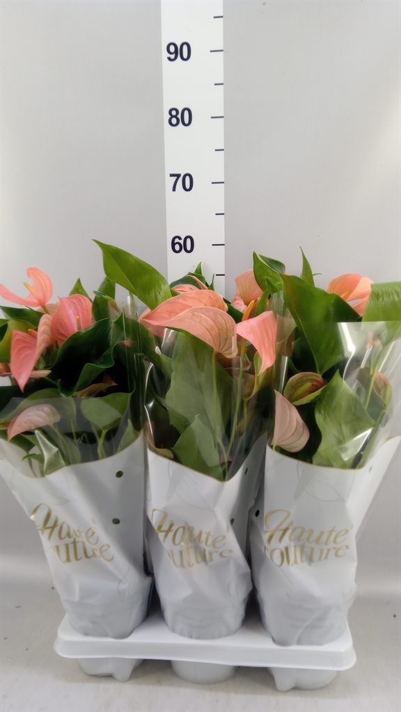 Anthurium Floriclone Festivo Lux 14Ø 50cm