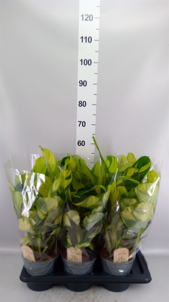 Ctenanthe Golden Mosaic 17Ø 45cm