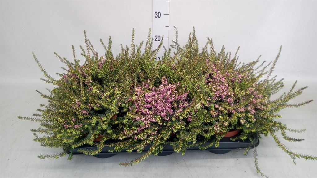 Erica Darleyensis Kramer's Rote 13Ø 20cm