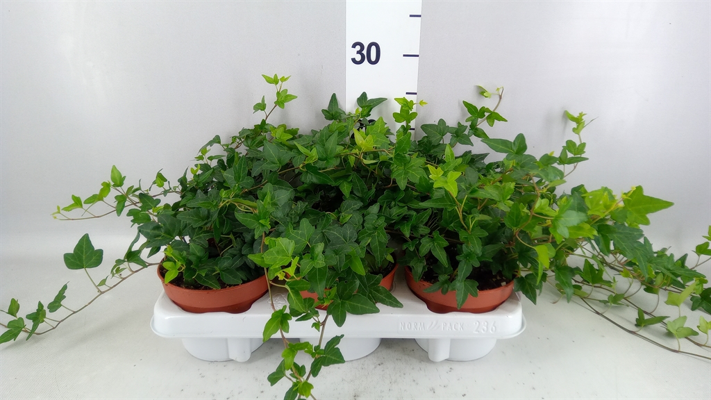 Hedera Helix Shamrock 13Ø 20cm