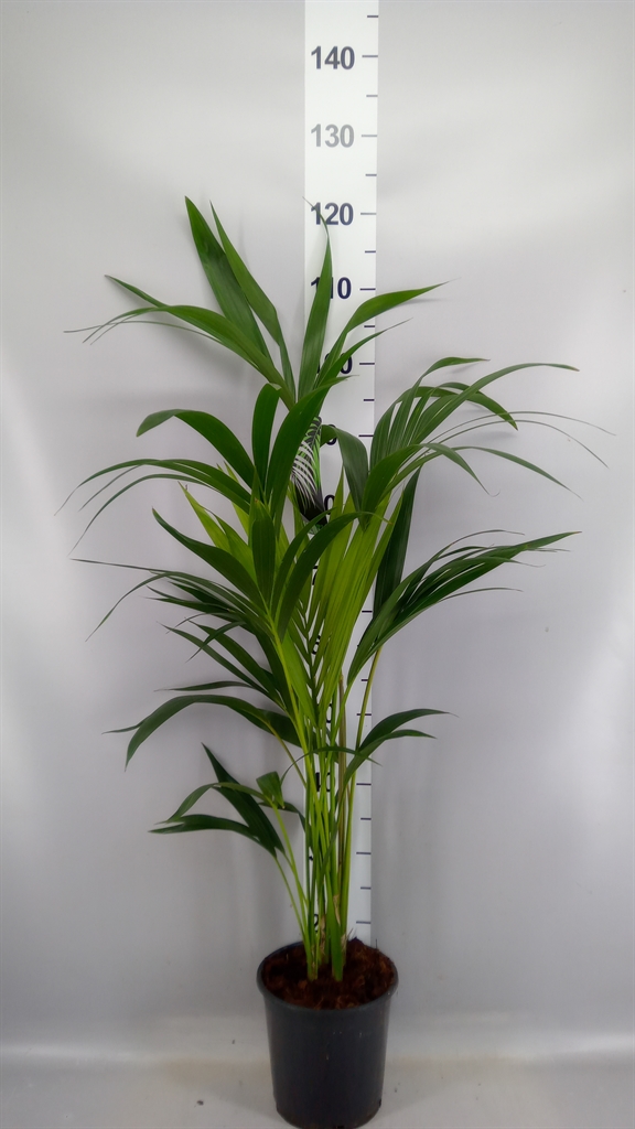 Howea Forsteriana 19Ø 100cm