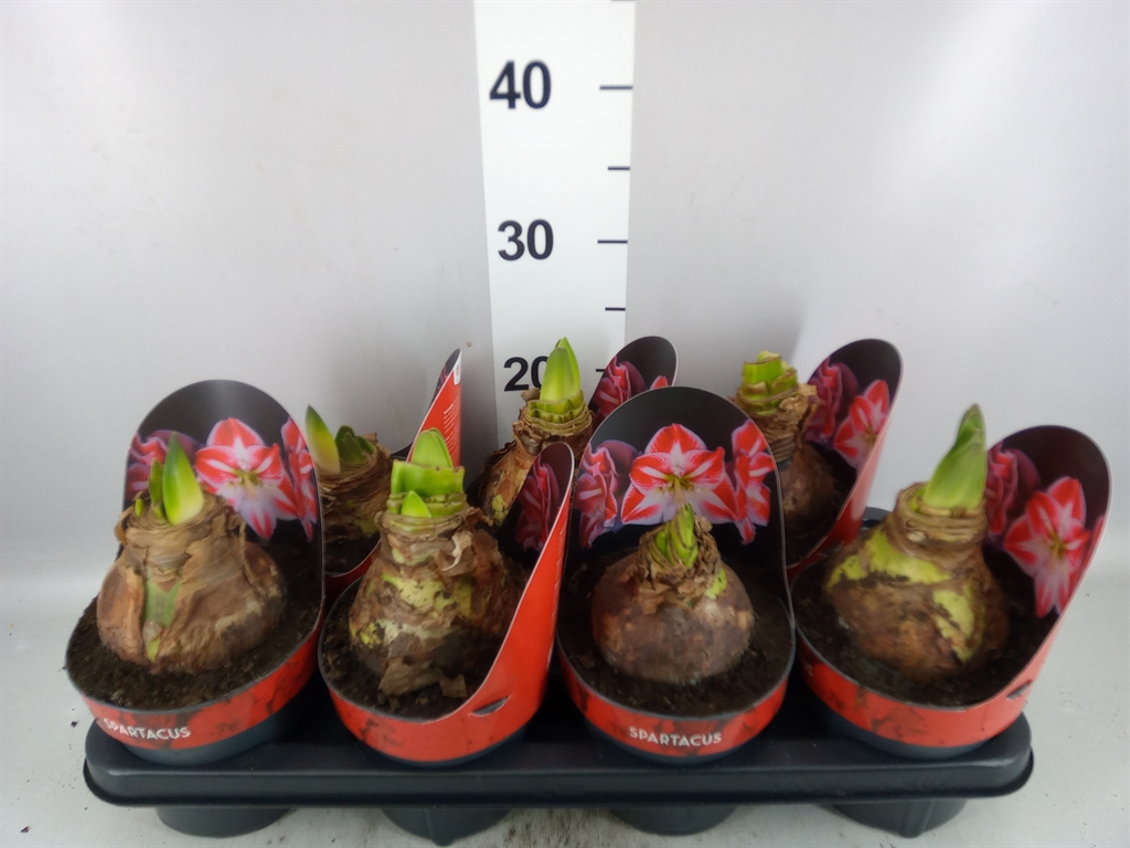 Hippeastrum Spartacus 14Ø 25cm