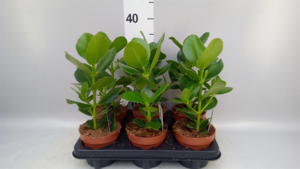 Clusia Princess 12Ø 30cm