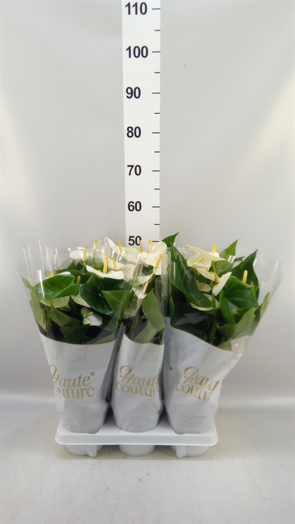 Anthu Antarctica 14Ø 50cm