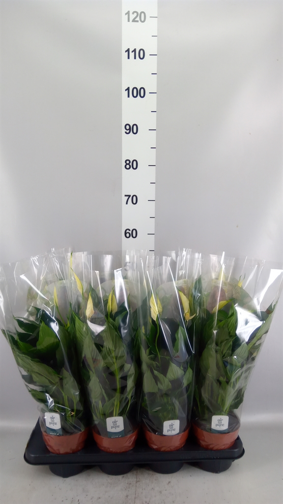 Spath Overig 13Ø 50cm