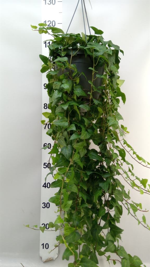 Hedera Helix Mein Herz 24Ø 80cm