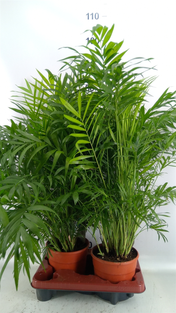 Chamaedorea Elegans 19Ø 80cm