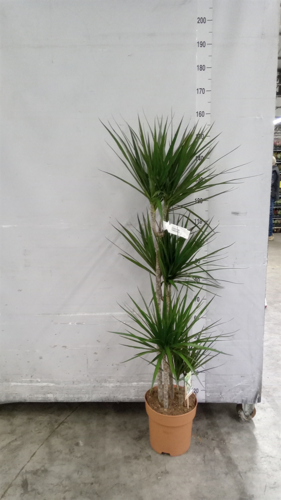 Dracaena 27Ø 140cm