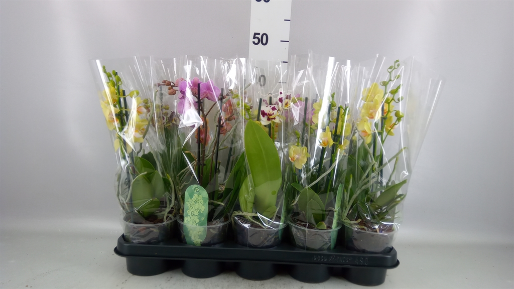 Phal Mf Gem 4 Kl 12Ø 35cm