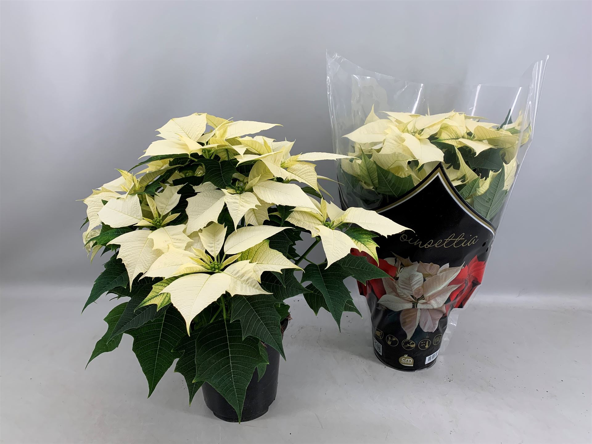 Euphor P Alaska 19Ø 50cm