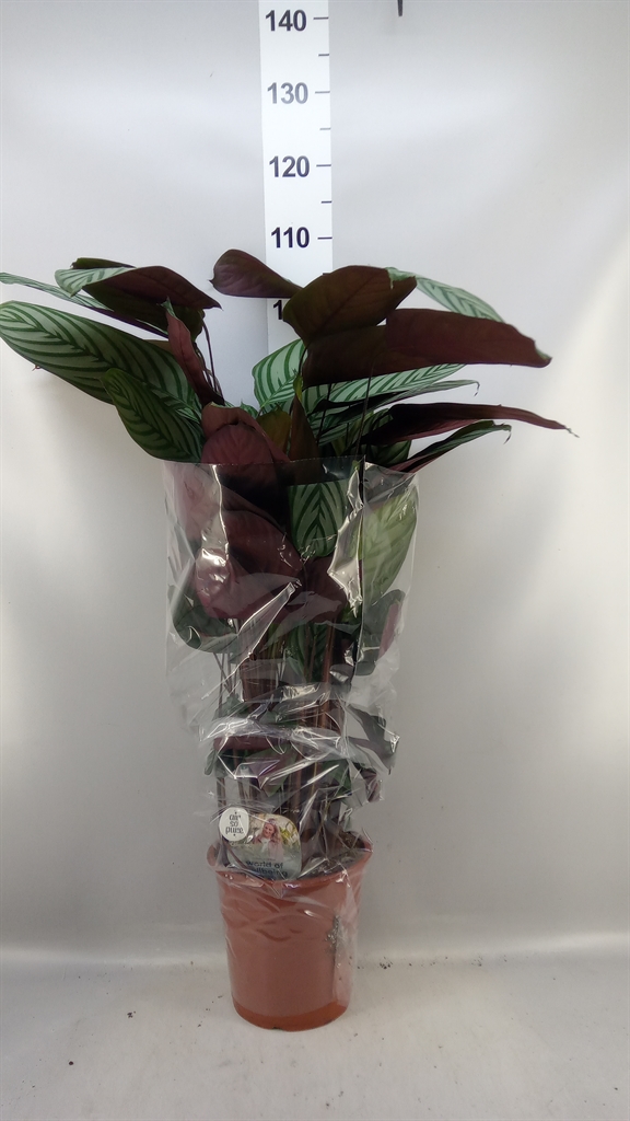 Ctenanthe Oppenheimi 24Ø 155cm