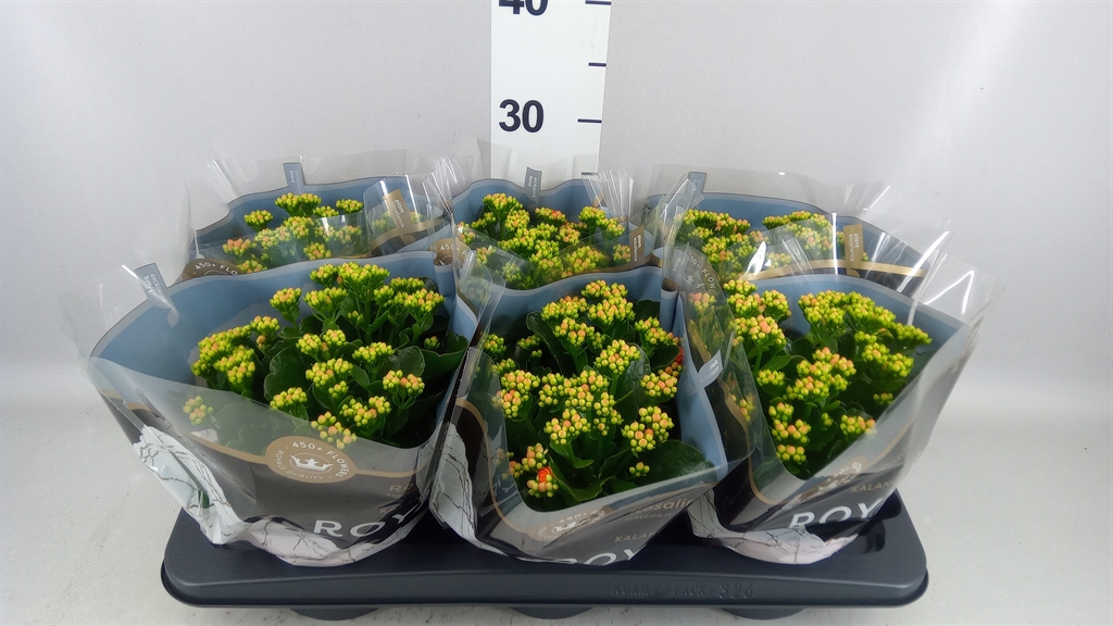 Kalanchoe Double Rosalina Don Pedro 15Ø 27cm