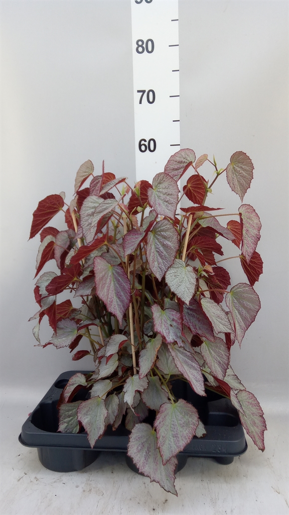 Beg Blad Overig 14Ø 50cm