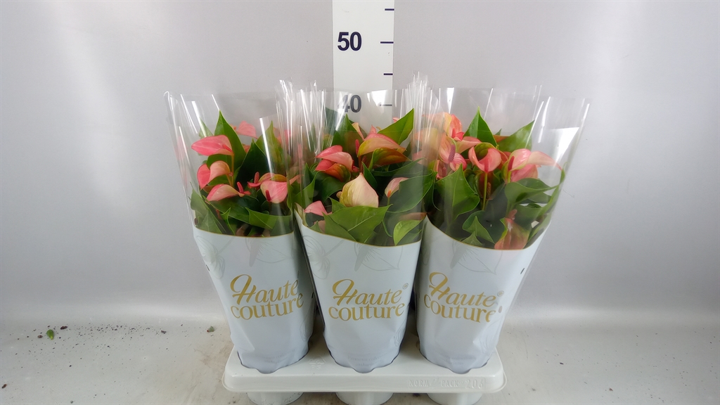 Anthurium Matata 12Ø 40cm