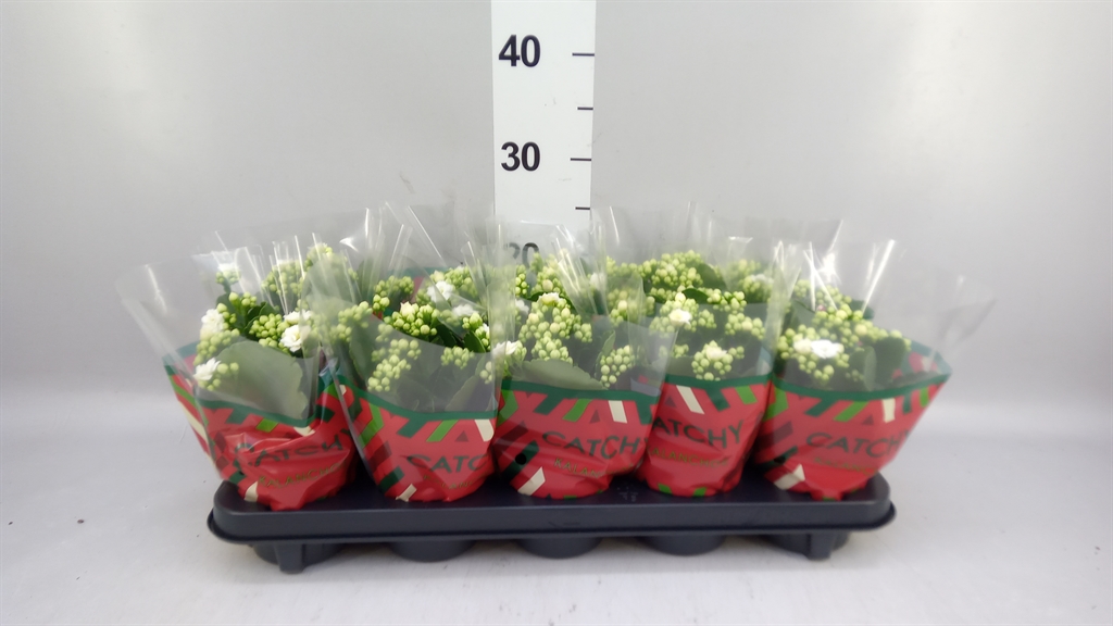 Kal Ge Whites White 510Ø 23cm