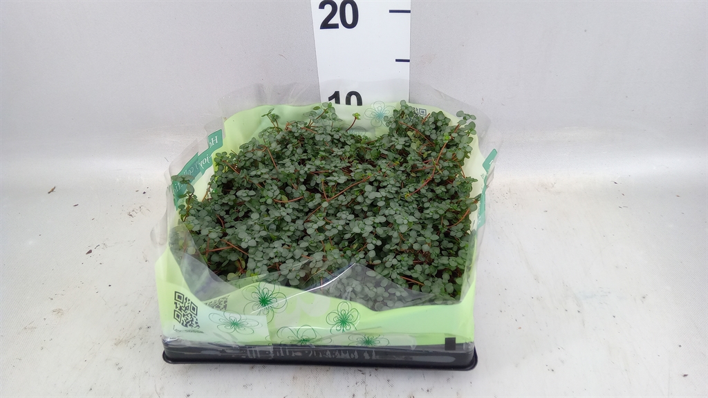 Pilea Mix 6Ø 15cm