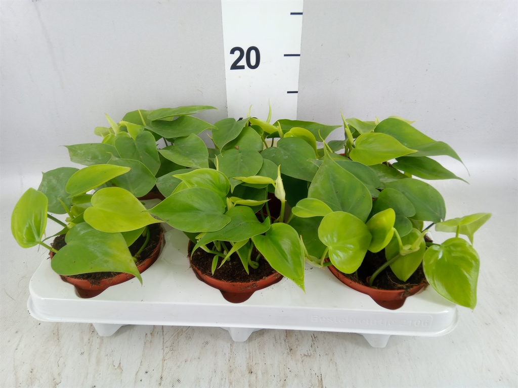 Philodendron Scandens 11Ø 20cm