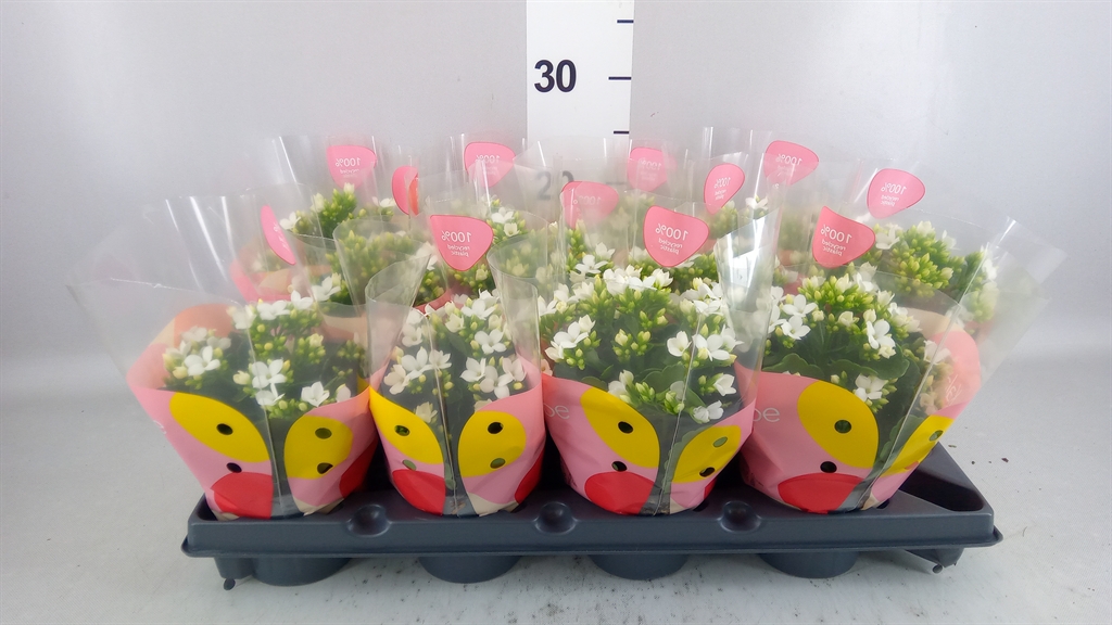 Kalanchoe Single Pauline 10Ø 22cm