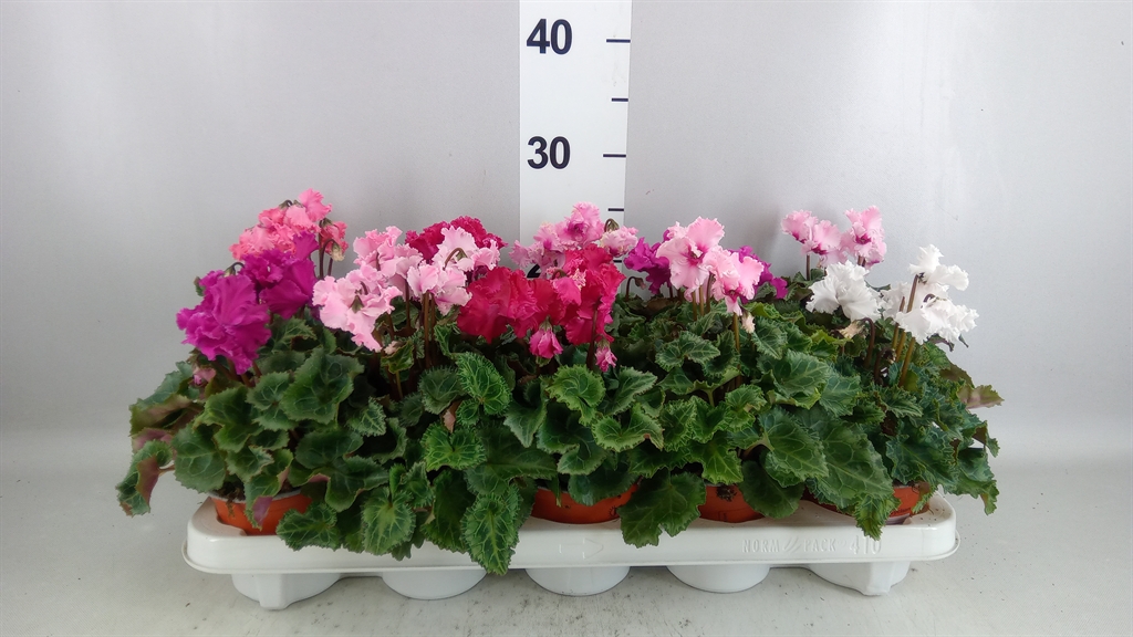 Cyclamen Super Serie Carino 10Ø 25cm