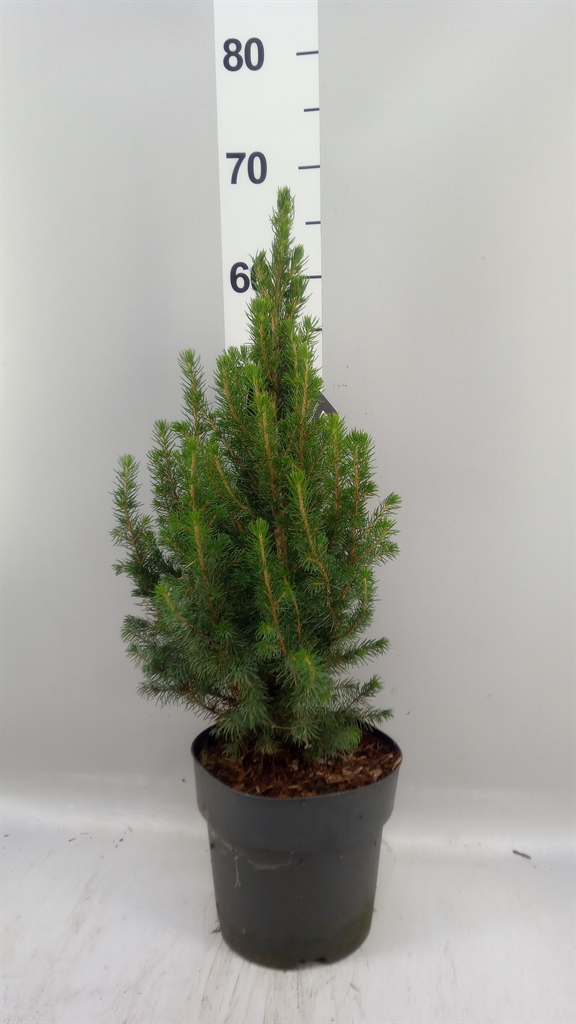 Picea Conica 19Ø 65cm