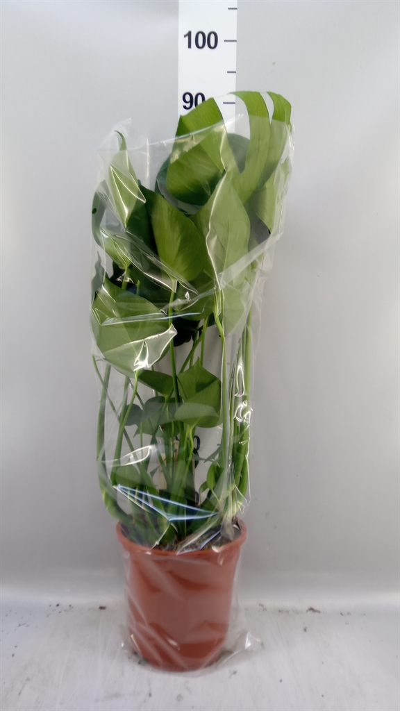 Monstera Deliciosa 21Ø 80cm