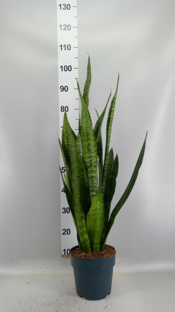 Sansevieria Zeylanica 19Ø 80cm
