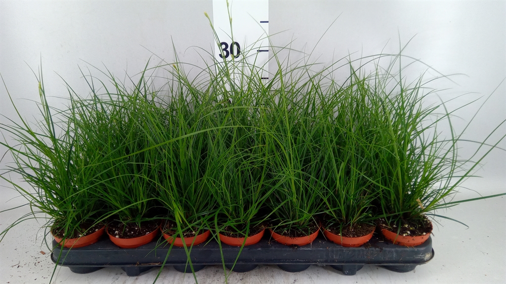 Carex Brunnea 8Ø 20cm