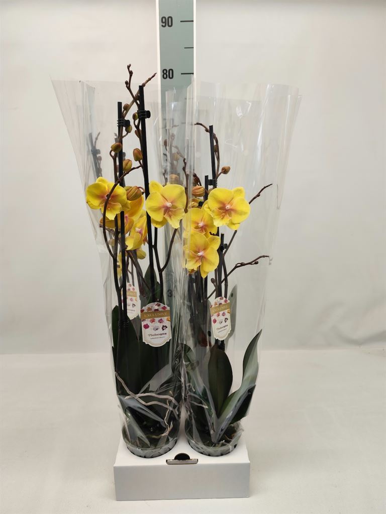 Phalaenopsis Yellow 12Ø 65cm 2st