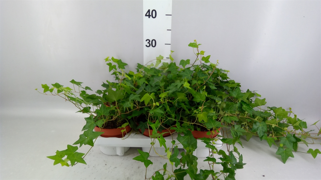 Hedera Helix Pittsburgh 13Ø 30cm