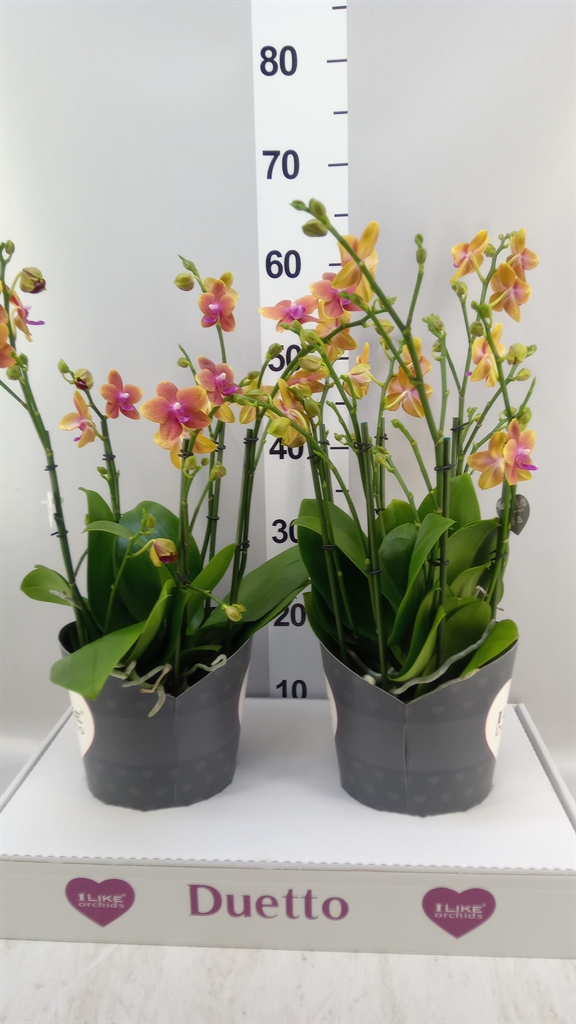 Phalaenopsis Multiflora Bolgheri 17Ø 50cm 3st